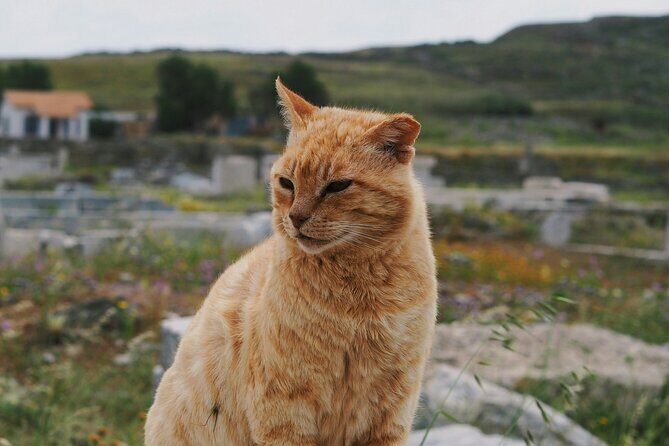 4Hours Mykonos Adventure Walk in Town & Minivan Countryside Tour - Paraportiani Church and Matoyianni Alley: what to look for on the street