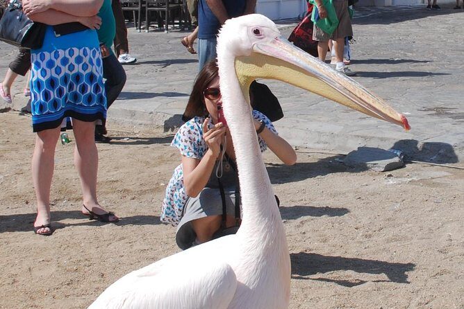 City & Island Tour - The basic value: what $60.15 buys you in Mykonos