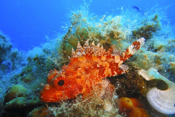 Discover Scuba Diving Adventure in Mykonos - Entering the Program at Paradise Beach