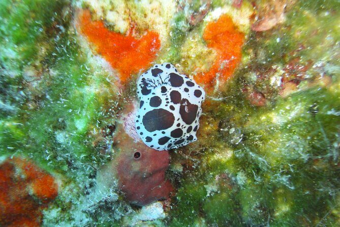 Discover Scuba Diving Adventure in Mykonos - Optional Second Session by Boat: When It’s Worth the Extra Cost