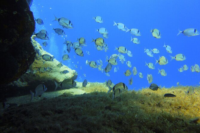 Discover Scuba Diving Adventure in Mykonos - Price, Inclusions, and Where Your Wallet Might Flex