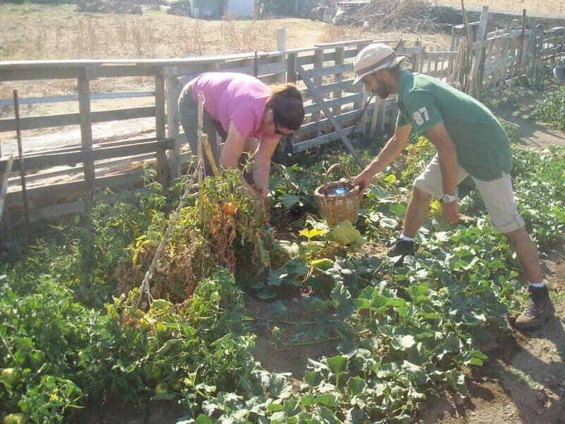 From Mykonos: Ano Mera Farm Tour - Key highlights worth your attention