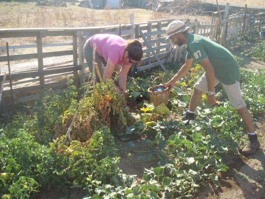 From Mykonos: Ano Mera Farm Tour - Tips to make this farm tour work better for you