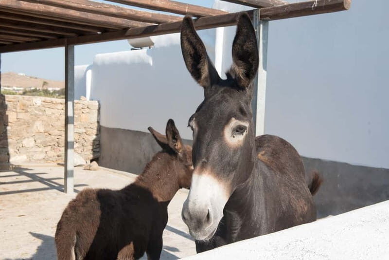 From Mykonos: Ano Mera Farm Tour - Meeting Mr. Mohamed: the tour tone and what you’ll learn first
