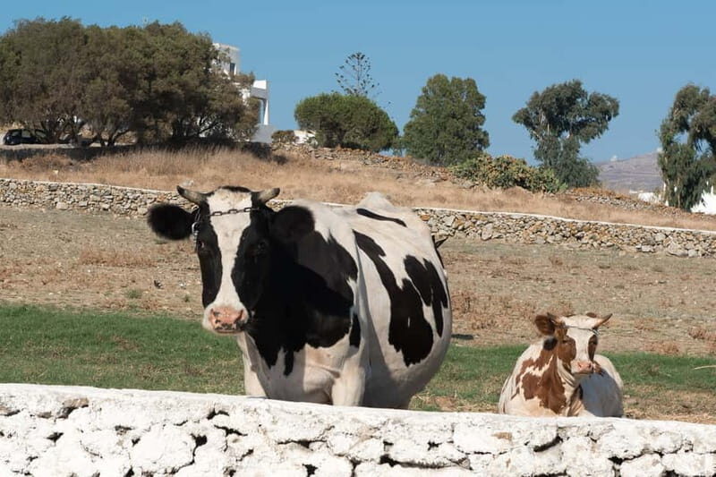 From Mykonos: Ano Mera Farm Tour - From hotel pickup to farm gate: how the 2.5 hours flow