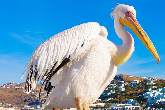 Half-Day Private Guided Tour in Mykonos up to 6 - Windmills of Kato Milli and Little Venice: famous views, short and sweet