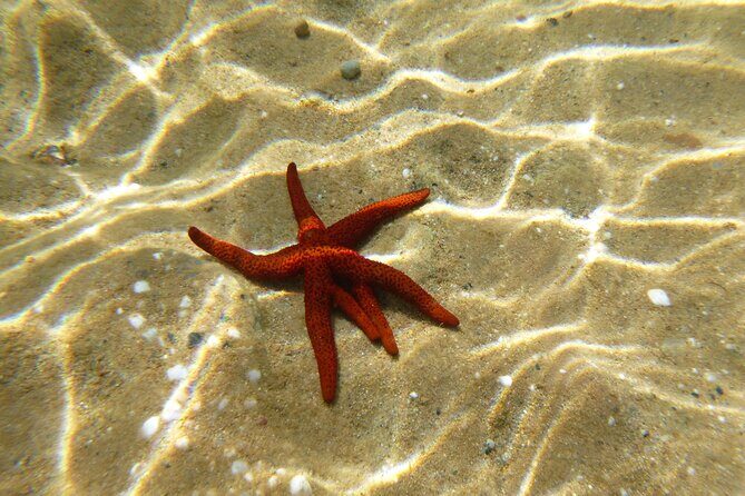 Private 1-Hour Guided Snorkeling Adventure with Go Pro Pictures - Panormos Beach: Why this sheltered bay matters