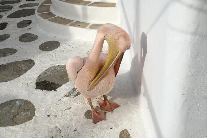 Private Tour: 4 Hours Mykonos Island Tour - Like a Local - Ano Mera village and the Monastery of Tourliani