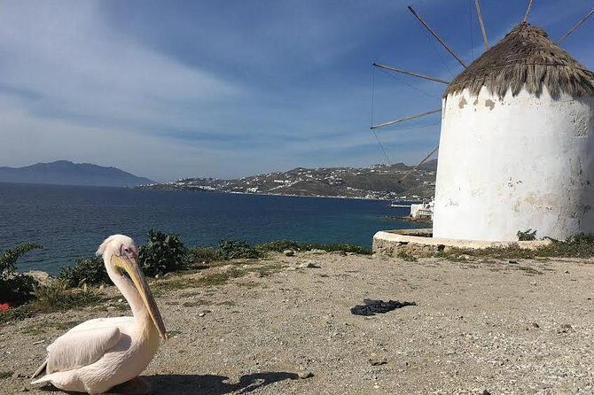 Private Tour: Mykonos Island in Half a Day - Little Venice: 15 minutes of terrace views that set the mood