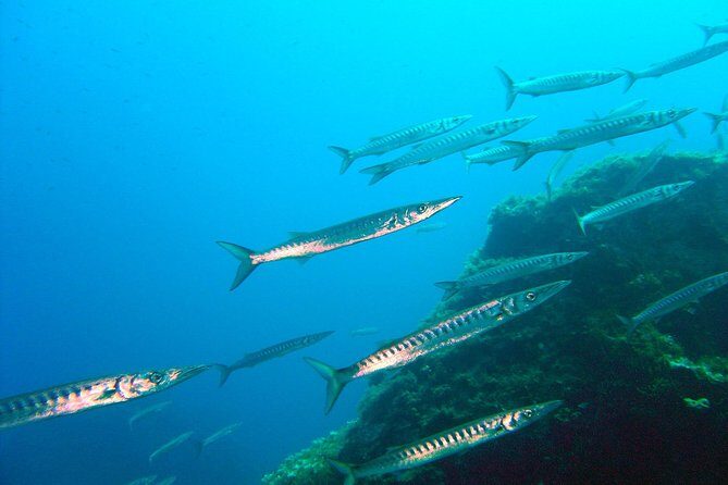 Qualified Diver 1 Tank Dive in Mykonos - Key Things I’d Put on Your Radar