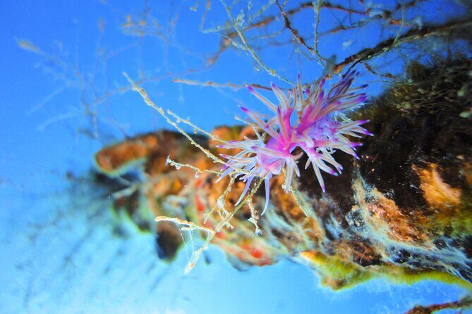 Qualified Diver 1 Tank Dive in Mykonos - Marine Life Without Hype: What Mykonos Waters Can Deliver
