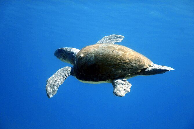 Qualified Diver 1 Tank Dive in Mykonos - How Long It Takes (And Why That Matters on Real Trips)