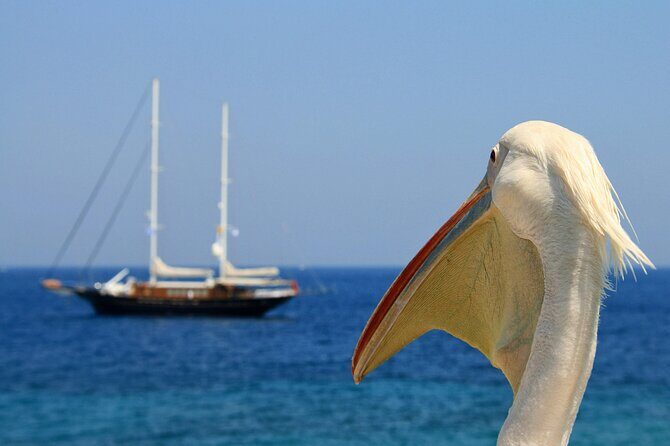 Sightseeing like a Mykonian(Small Group or Private) - Ano Mera and the Tourliani monastery pause
