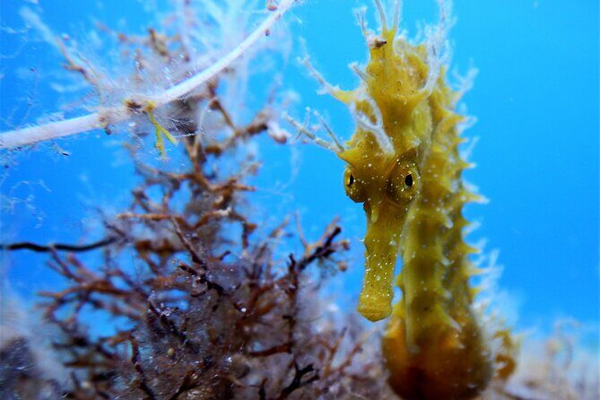Snorkeling Adventure Trip - Key highlights to know before you go