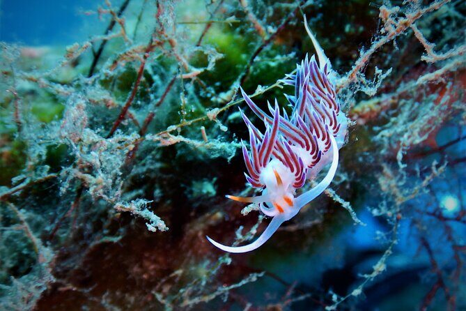 Snorkeling Adventure Trip - Where You Start: Mykonos Diving Center at Paradise Beach