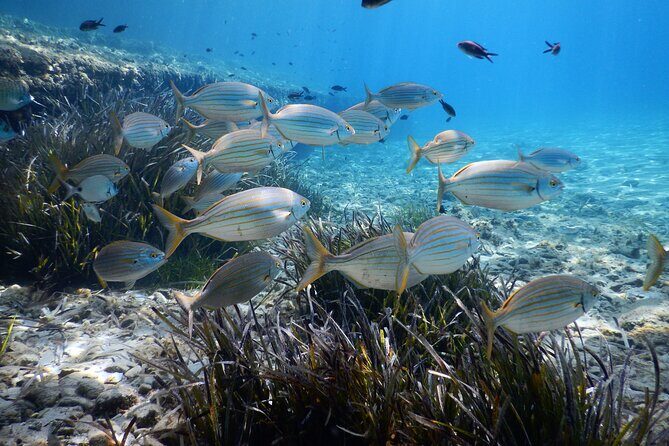Snorkeling Adventure Trip - Snorkeling Time in Mykonos Blue Water: What You Might See