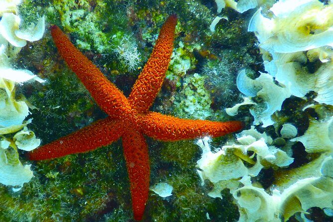 Snorkeling Adventure Trip - How the 1-Hour Experience Actually Feels