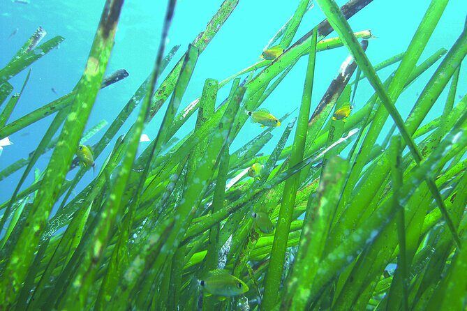 Snorkeling Adventure Trip - What’s Included vs. What You’ll Pay for on Your Own